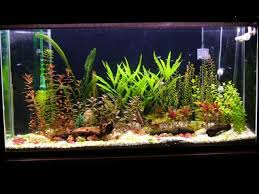 Why Live Aquatic Are Plants Better Than Plastic Plants Artificial Aquarium Plants Artificial Plants Small Artificial Plants