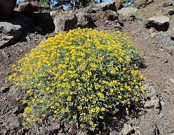 Image result for Lotus namulensis