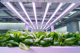 Led grow lights are becoming very popular and they are a good choice if you are buying a new grow light system or upgrading your old florescent fixture. Can You Use Any Led Lights To Grow Plants Planted Shack