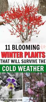 Maybe you would like to learn more about one of these? Looking For Winter Plants That Will Be Gorgeous In The Snow Here Are 11 Winter Plants That Will Last In The C Winter Plants Winter Flowers Cold Weather Plants