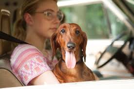 Review: Wiener-Dog