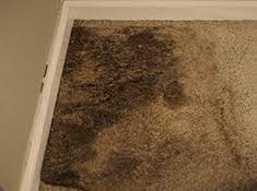 Growth occurs when there is moisture from water damage, water leaks, condensation, water infiltration, or flooding. Carpet Mold And Furniture Mold Identification And Removal
