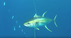 Pacific coast hunters published december 28, 2020 17 views. Spearfishing Hudson Canyon Roffs