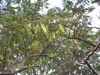 Image result for Albizia adianthifolia