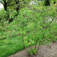 Image result for Amellus reductus