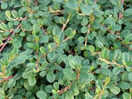 This gallery shows cotoneaster dammeri, the bearberry cotoneaster, in ruhland with urban district arnsdorf. Cotoneaster Stauden Gange Ihr Pflanzen Online Shop