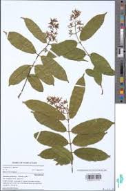 Image result for Motandra paniculata