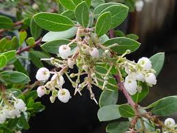 Image result for Macrotyloma densiflorum