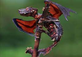 This animal doesn't actually fly (it glides) and it doesn't check we haven't been able to definitively determine the lizard species, but this is some type of draco, a genus of agamid lizards that is known for its ability to glide. Is This A Photograph Of A Flying Lizard Snopes Com