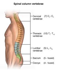 Functions of this area include: Magnetic Resonance Imaging Mri Of The Spine And Brain Johns Hopkins Medicine
