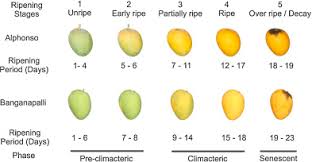 Scientific Classification Of Ripening Period And Development