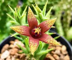 Image result for Orbea umbracula