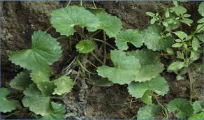 Image result for Centella