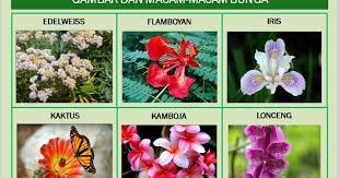 20 Gambar Bunga Tidak Lengkap Dan Bagian Bagiannya Gambar Macam Jenis Bunga Bagian Bunga Fungsinya Download Ciri Bunga Sepatu Bunga Menggambar Bunga Gambar