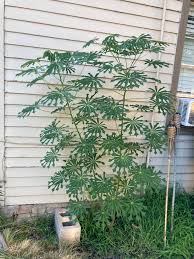 Image result for Manihot grahamii