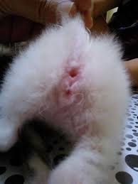 1 day ago · ciri kucing betina saat masih kecil. Help Saya Bingung Nentuin Kelamin Kitten Bayi Kucing Cat Sy Ni Jantan Betina Kaskus