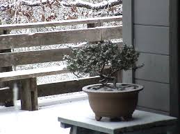 Image result for rosemary bonsai