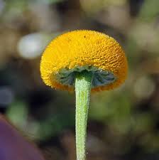 Image result for Microglossa