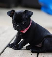 The chug is a mixed breed dog — a cross between the chihuahua and the pug.playful, loyal, and small, the chug has some of the best traits of both of their compact, loving parents. Chug Dog Breed Info Temperament Grooming Training Pictures Chug Dog Chug Puppies Black Pug Puppies