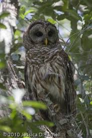 Birds Of Central Florida Central Florida Birds Backyard Birds Bird Identification What Is A Bird