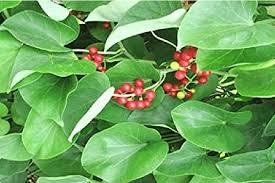 Image result for Tinospora orophila