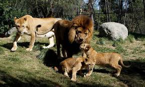 Buin zoo 2019 (buin marino, dino zoo) chile. Buin Zoo Lanza Campana Para Que Apadrines A Tu Animal Favorito