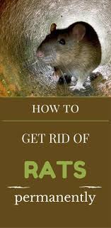 The diy option requires you to purchase and correctly use rat pest control professionals will be able to assess your property and find the source of the problem quickly. How To Get Rid Of Rats Permanently 101cleaningsolutions Com Getting Rid Of Rats Rat Traps Rats