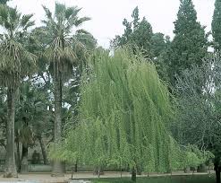 Image result for Salix babylonica