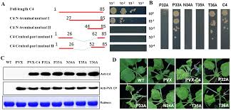 Check spelling or type a new query. Tomato Leaf Curl Yunnan Virus Encoded C4 Induces Cell Division Through Enhancing Stability Of Cyclin D 1 1 Via Impairing Nbskh Mediated Phosphorylation In Nicotiana Benthamiana