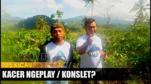 Cara membuat kacer ngobra dalam satu hari. Cara Kacer Ngeplay Atau Konslet Begini Caranya Youtube