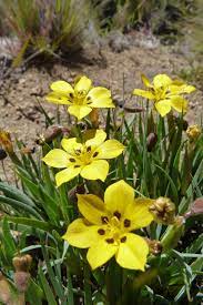 Sisyrinchium Macrocarpum Sin S Laetum Rare Plants Yellow Flowers Beautiful Flowers