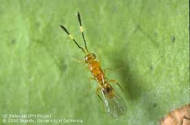 Image result for Pteronia acuminata