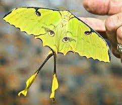 Pin By Claudia Ponce On Borboletas In 2020 Butterfly Photos Beautiful Butterflies Butterfly Wallpaper