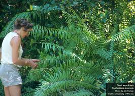 Image result for Nephrolepis biserrata