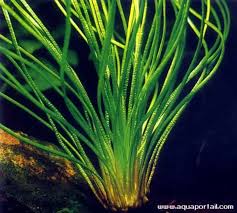 Image result for Isoetaceae