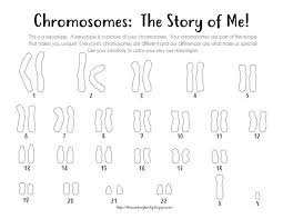 Karyotype Chromosome Coloring Sheets Pages Male Coloring