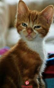 Pin By Elisabeth Kellermanns On Tier Pinterest Cats Funny Cats And Kittens Pin By Elisabeth Kellermanns On Tier P Cute Cats Kittens Cutest Pretty Cats