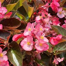 Image result for Begonia gentilii