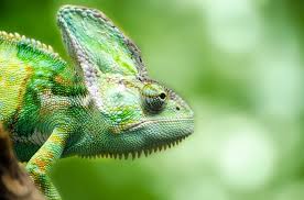 E milioni di altre foto, illustrazioni e contenuti vettoriali stock royalty free nella vasta raccolta di shutterstock. Camaleonte Il Sauro Del Madagascar Che Puo Essere Addomesticato