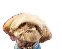 CH2 Magazine: February 2023 by CH2/ CB2 : Celebrate Hilton Head