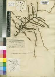 Image result for Rhipidoglossum
