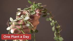 We did not find results for: Dischidia Nummularia String Of Nickles Houseplant Care 274 Of 365 Youtube