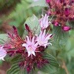 Image result for Virectaria major