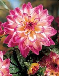 Pin On Dahlias