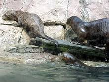 The velvety fur is short but incredibly dense, preventing much water from reaching the skin. Giant Otter Wikipedia