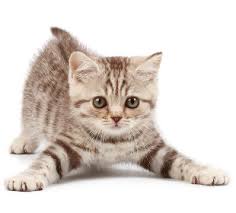 Is pet insurance worth the cost? Cat Insurance Plans From Nationwide Find Cat Health Insurance