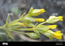 Image result for Sebaea