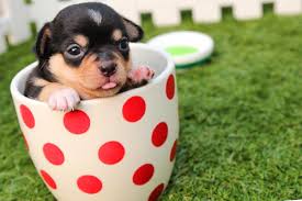 Pages other community perritos chiquitos. 200 Nombres Para Perros Chihuahua Super Bonitos