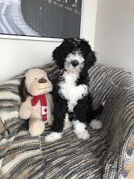 Our bernedoodle puppies come from wonderful lines, and they make for great family pets. 13 Week Old Standard F1b Bernedoodle Jasper Bernedoodle F1b Bernedoodle Aussie Doodle