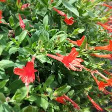 Image result for Epilobium